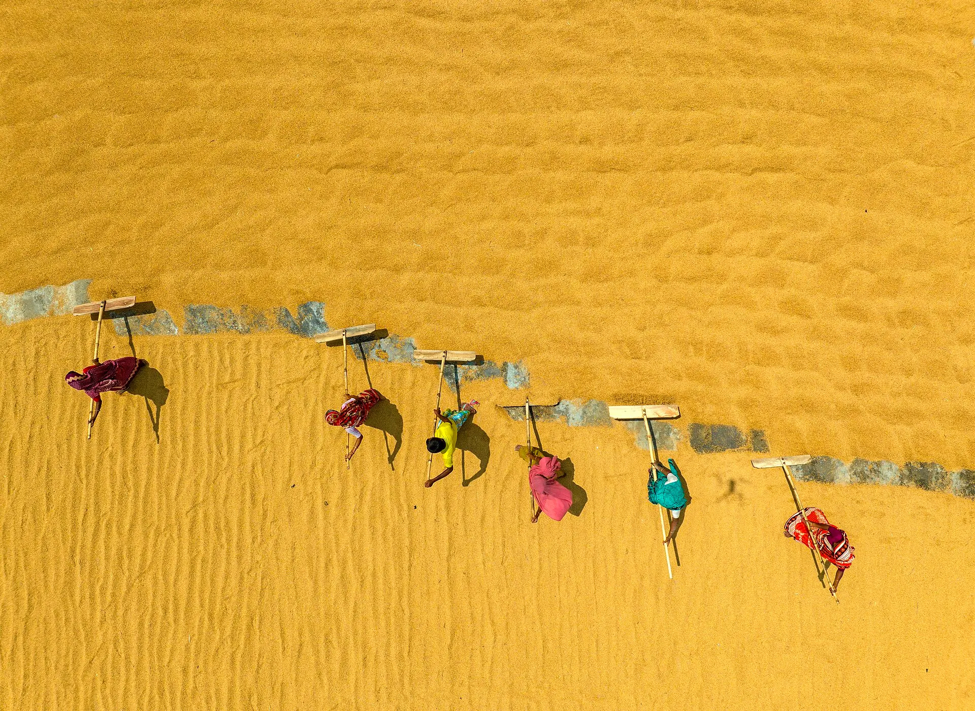 Women raking freshly harvested rice to dry, seen from above